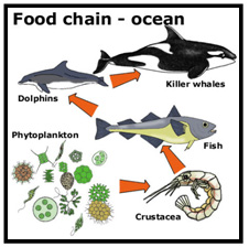 Animals in an ecosystem – food chains
